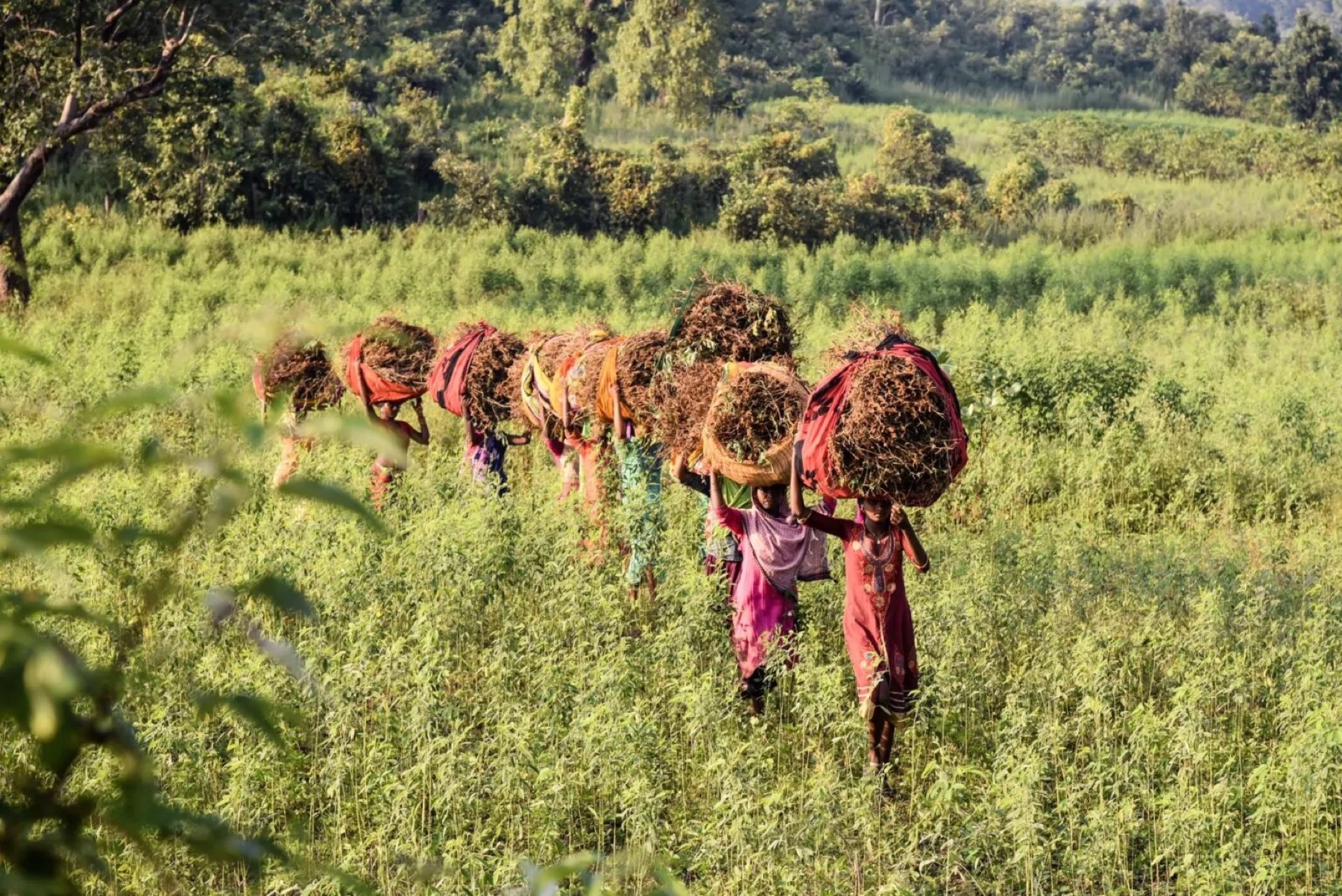 Label Vier Proyecto - Objetivos de usuario claros y comunicación para Commonland