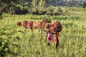 Objetivos de usuario claros y comunicación para Commonland